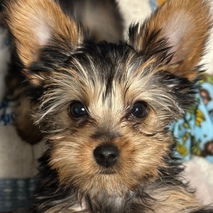 Fundraising Page: Norma Mata